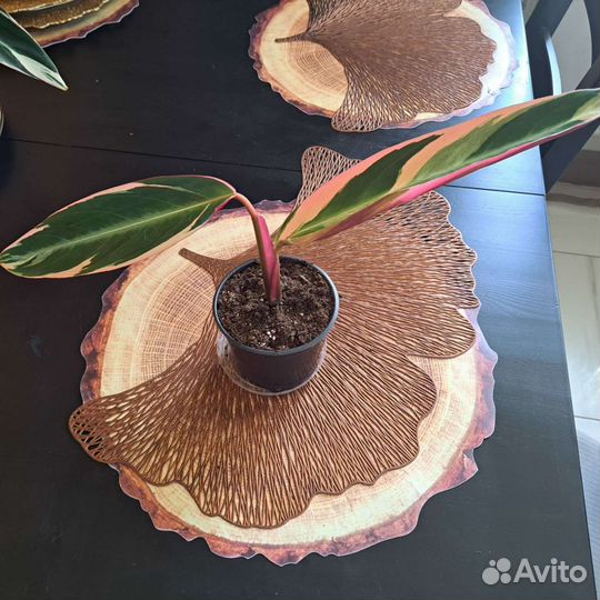 Калотея строманта триколор, Лубберса, Маранта