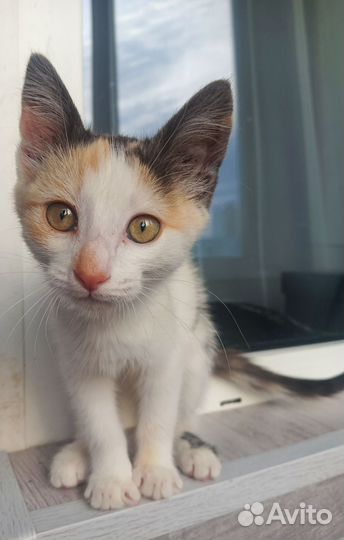 Котенок