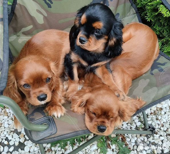 Кавалер кинг чарльз спаниель