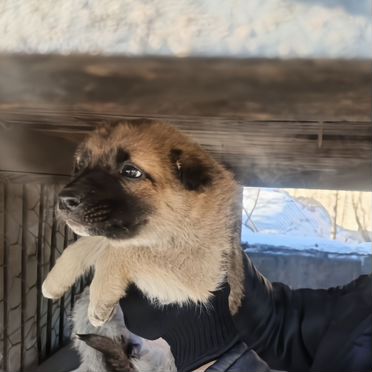 Щенок в добрые руки