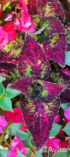 Колеусы вегетативные