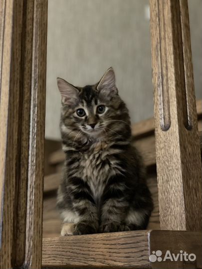 Котята курильский бобтейл