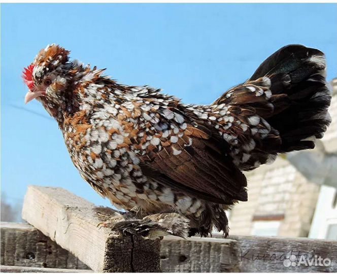 Бентамки молодки