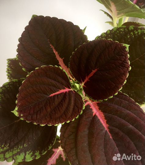 Колеус Конг цветок комнатный черенки