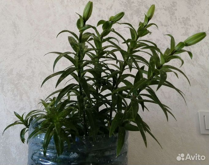 Луковицы лилии