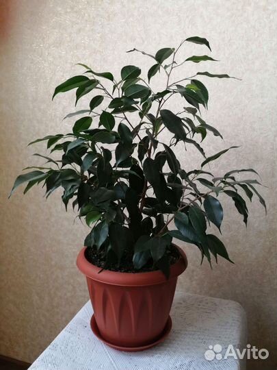 Фикус Бенджамина