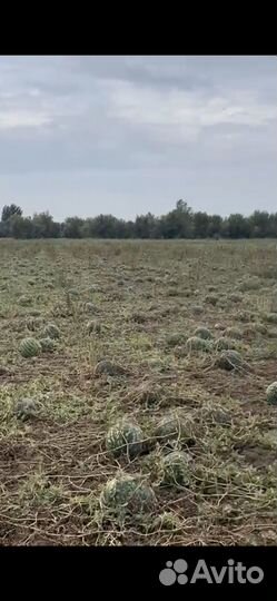 Семена арбуза и дыни