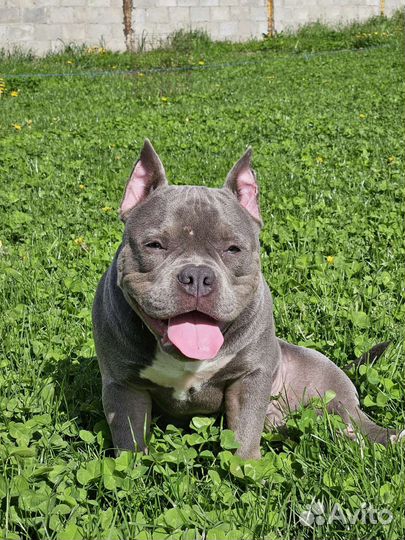 Американский булли