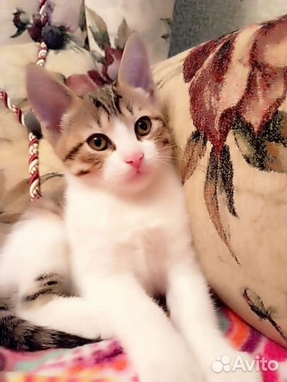 Кошка в дар бесплатно