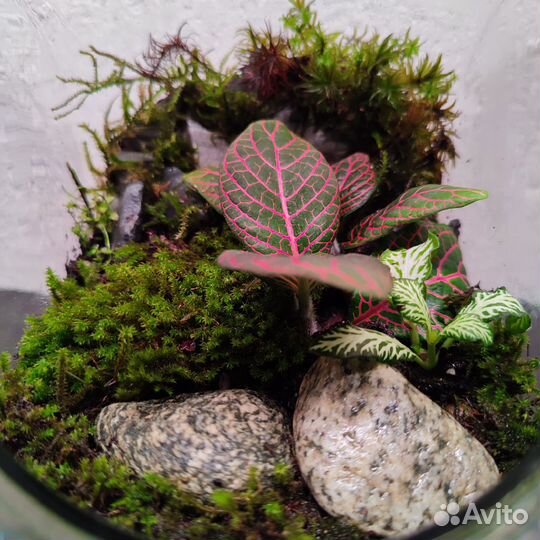 Флорариум для ленивых