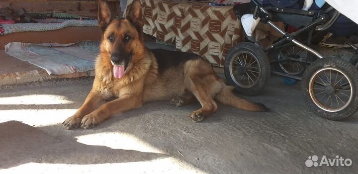 Щенки немецкой овчарки