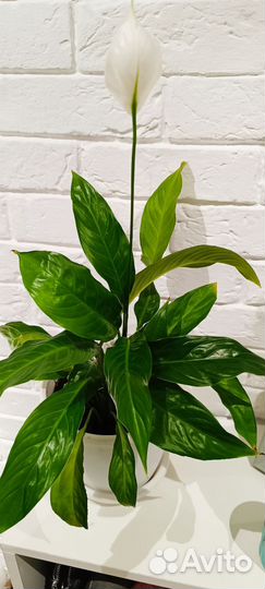 Спатифиллум