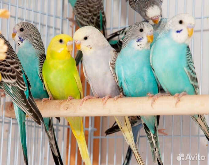 Лучшие Волнистые попугаи птенцы для Вас