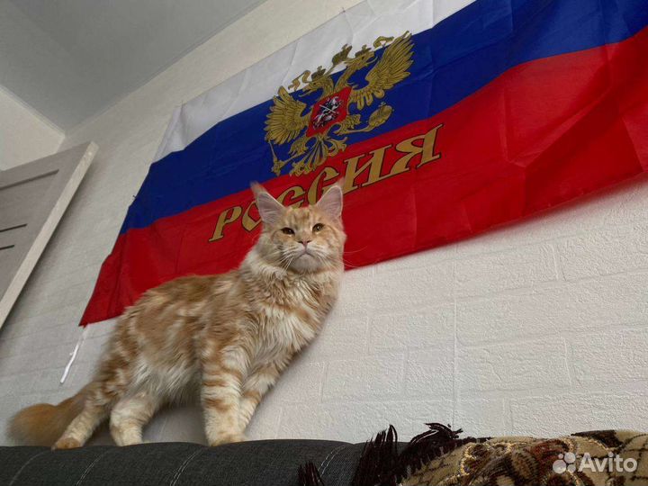 Мейн-кун вязка