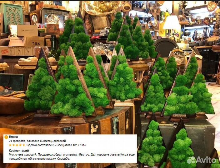 Стабилизированный мох ягель на стену