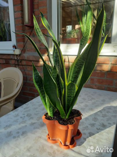Сансевиерия сортовая