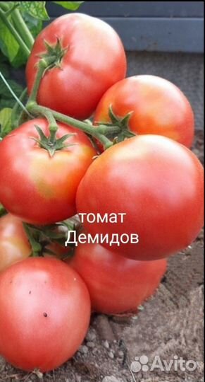 Засолочные сорта томатов, чемена