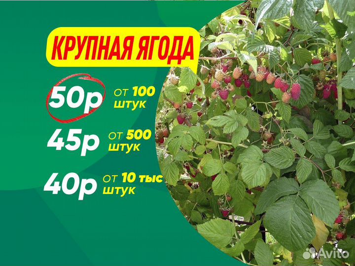 Саженцы малины. Мелкий опт от 100 шт