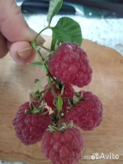 Ремонтантная малина