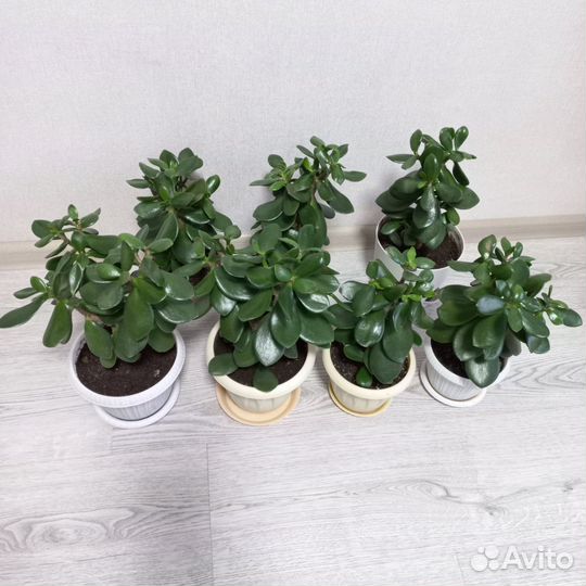 Толстянка - денежное дерево