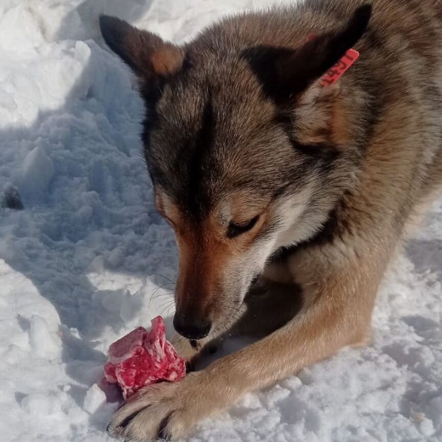 Собака в добрые руки отдам бесплатно