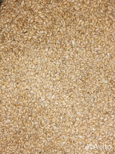 Зерно пшеница