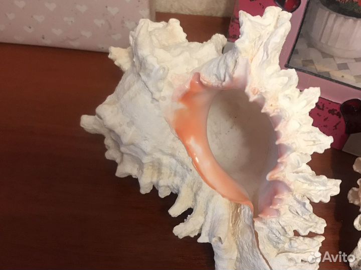 Ракушка морская большая набор ракушек