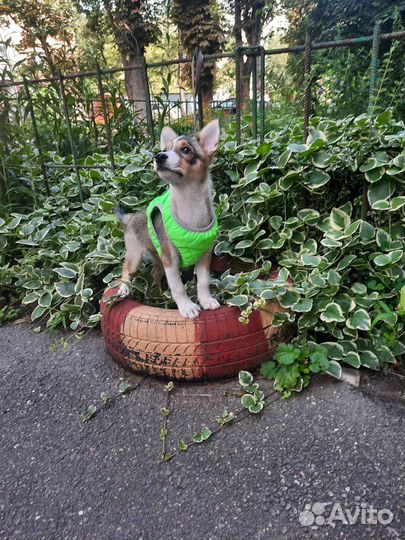 Чудо в жилетке