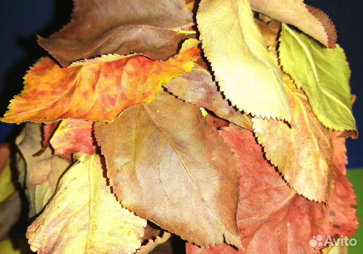 Лист аронии естественной ферментации