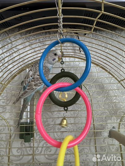 Волнистый попугай с клеткой