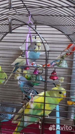 Волнистый попугай