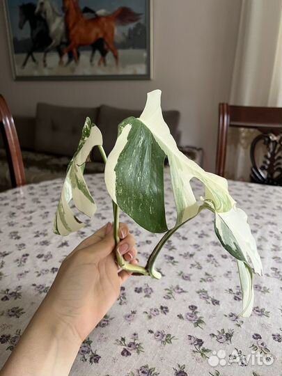 Монстера альба