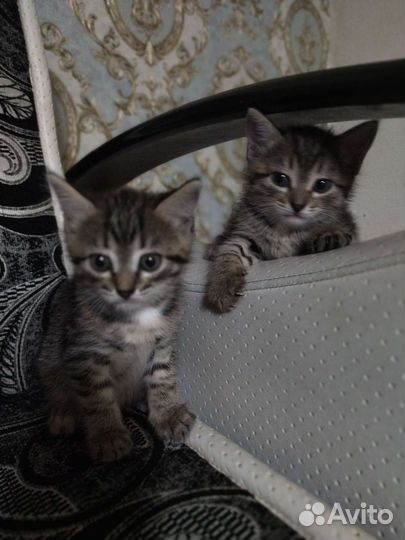 Котики бесплатно