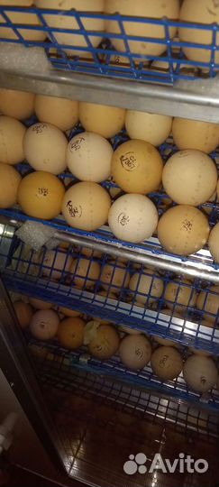 Цыплята, индюшата, бройлер,гусята,утята,мулард