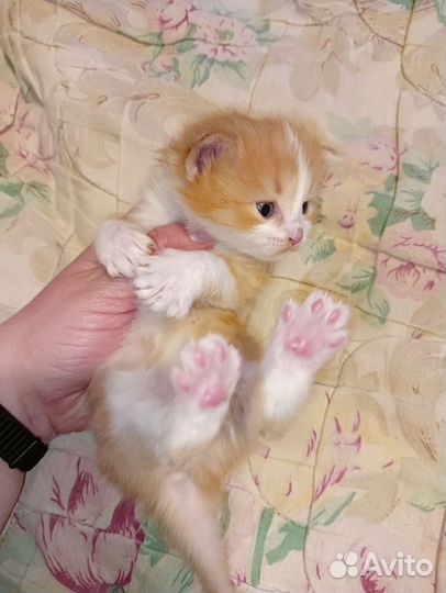 Котёнок девочка в добрые руки бесплатно