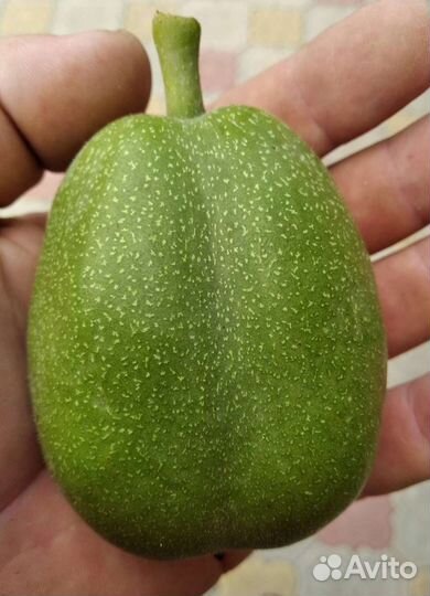 Грецкий орех привитый