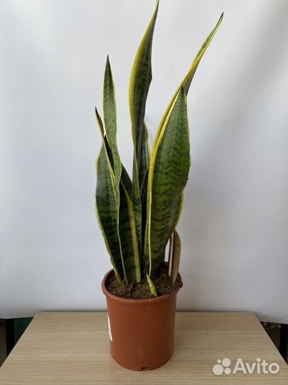 Сансевиерия, Алоказия, Драцена