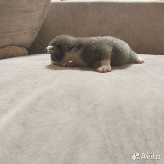 Котенок в дар