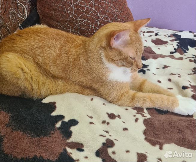 Кот в добрые руки. Срчн