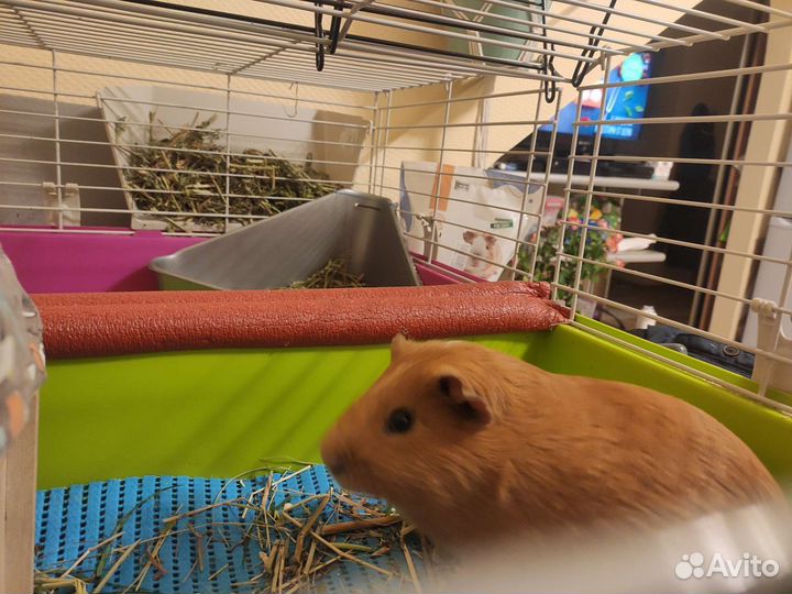 Домашняя передержка животных