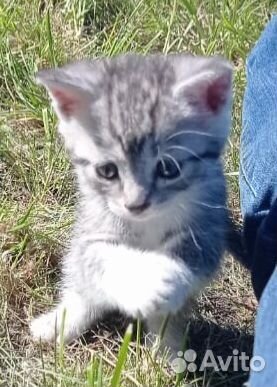 Котята девочки 1,5 месяца