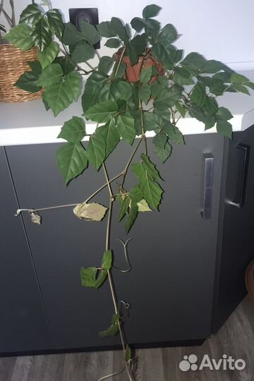 Цветы комнатные