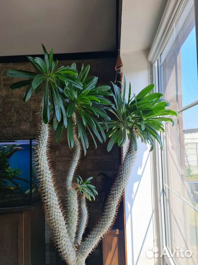 Кактус пахиподиум 1,9м высота