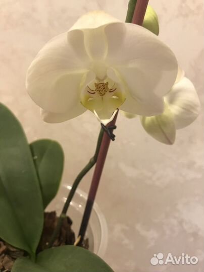 Орхидея