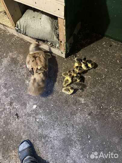 Утка с утятами