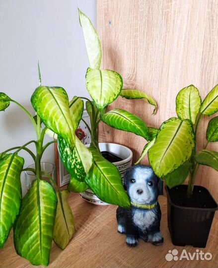 Диффенбахия Рудольф