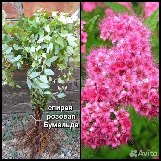 Кустики на доращивание