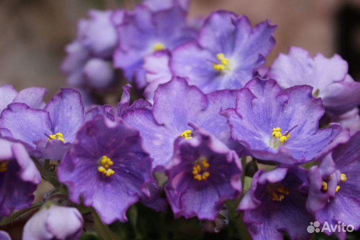 Ав- Девочка с Севера. Фиалка- детки