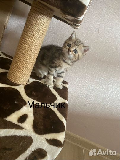 Шотландские котята