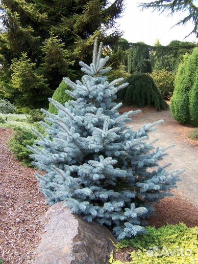 Ель голубая с доставкой